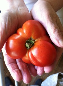 odd tomato
